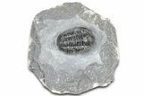 Bargain, Gerastos Trilobite Fossil - Morocco #363937-1